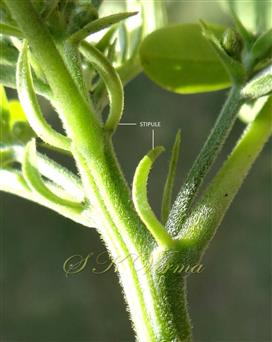 Stipules